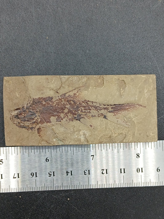 Wendyichthys sp.-Montana-BG059