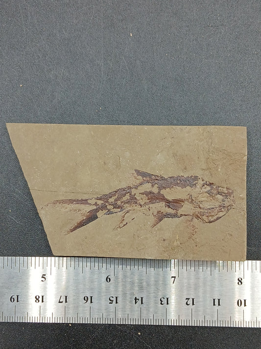 Wendyichthys sp.-Montana-BG058