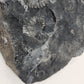 Ammonite Mortality Plate