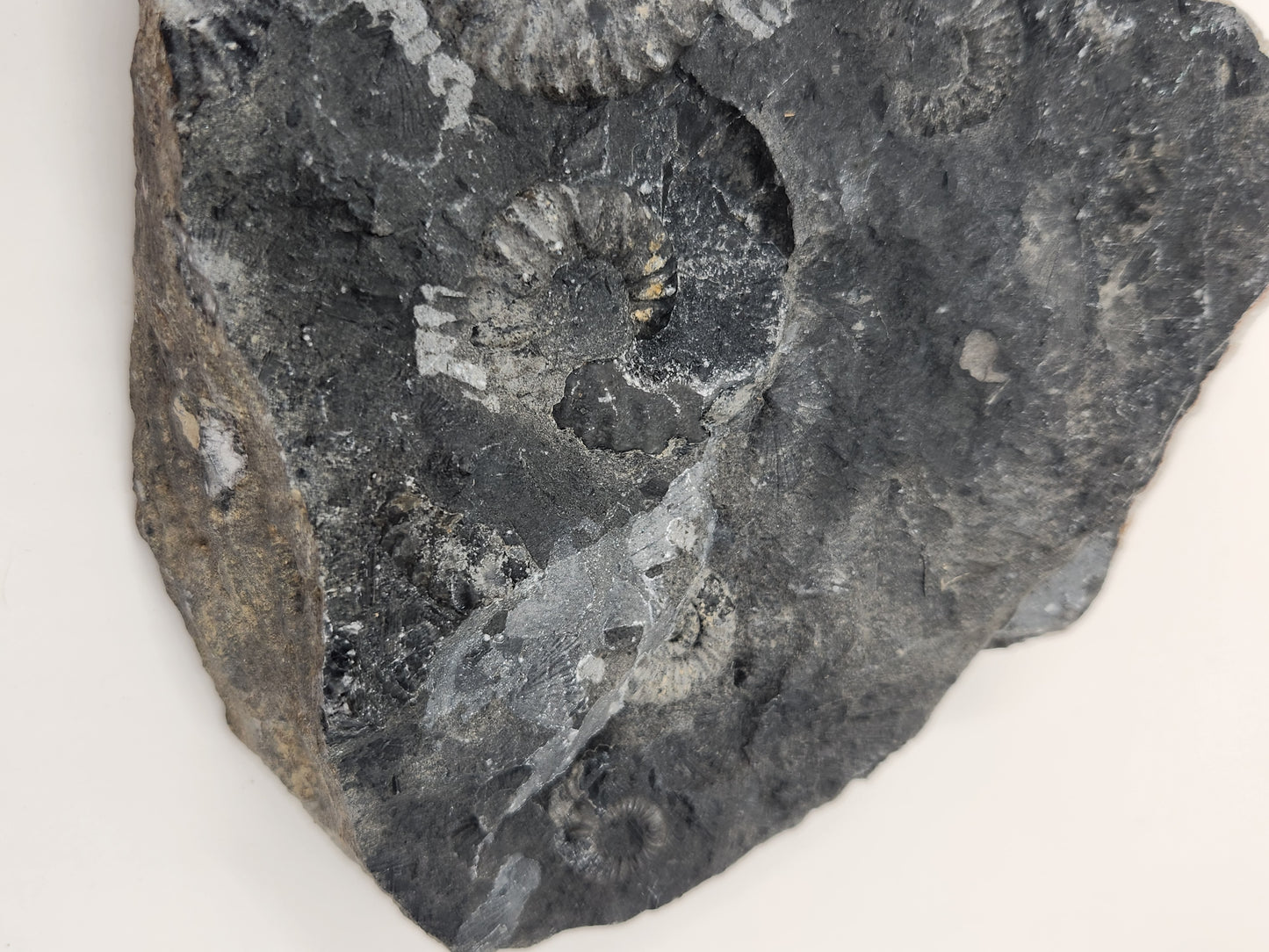 Ammonite Mortality Plate