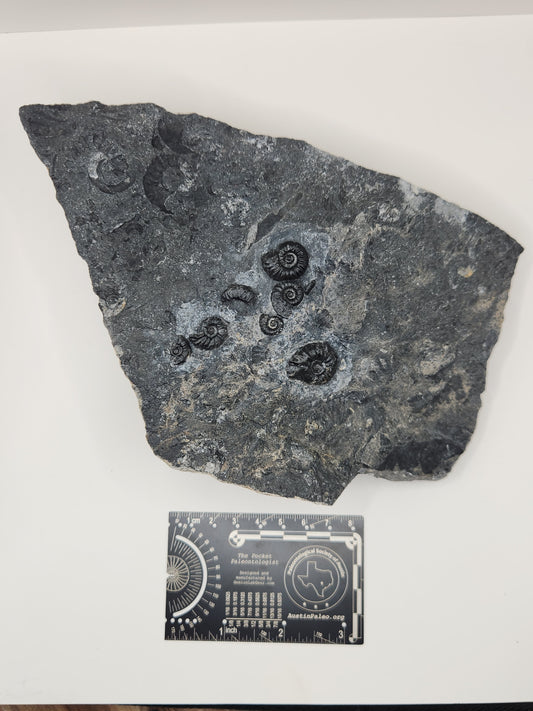 Ammonite Mortality Plate-Nevada