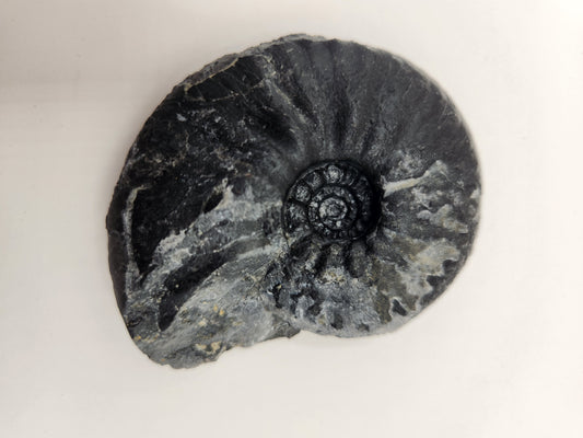 Ammonite-Nevada