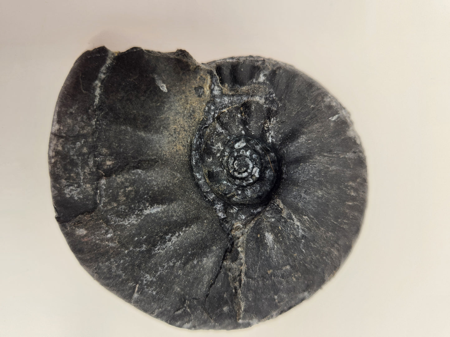 Ammonite-Nevada