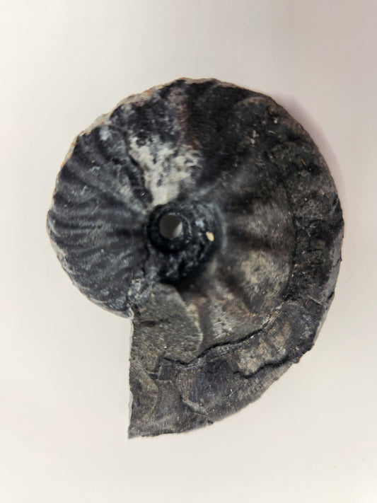 Ammonite-Nevada