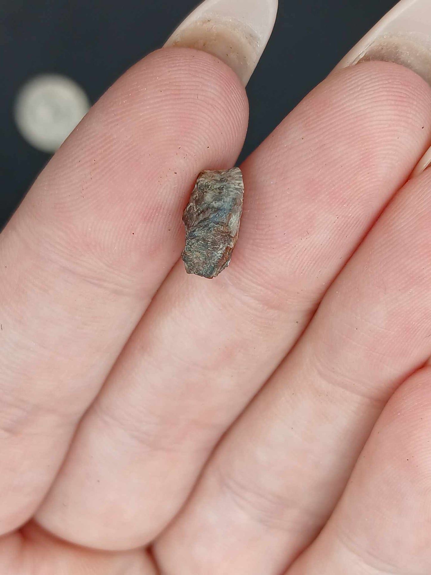 Agujaceratops Tooth-Texas 001