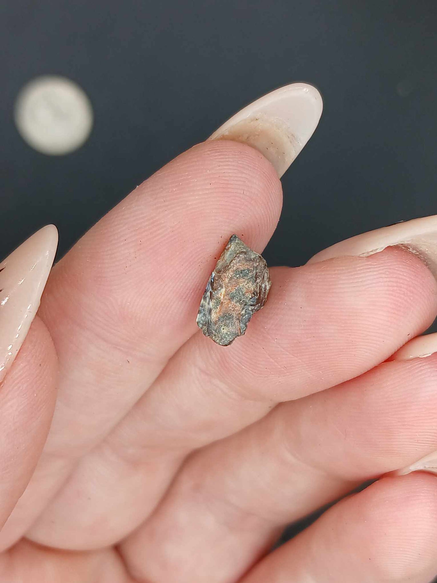 Agujaceratops Tooth-Texas 001