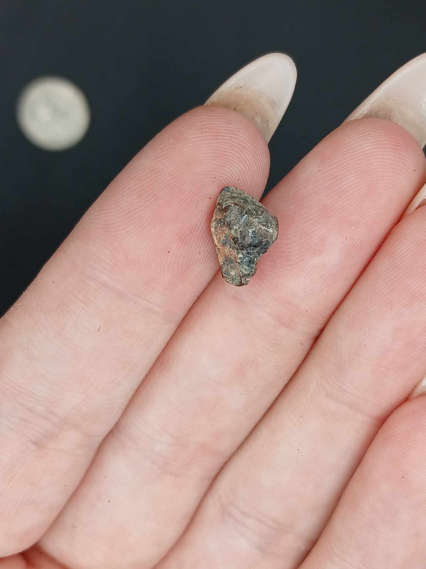 Agujaceratops Tooth-Texas 001