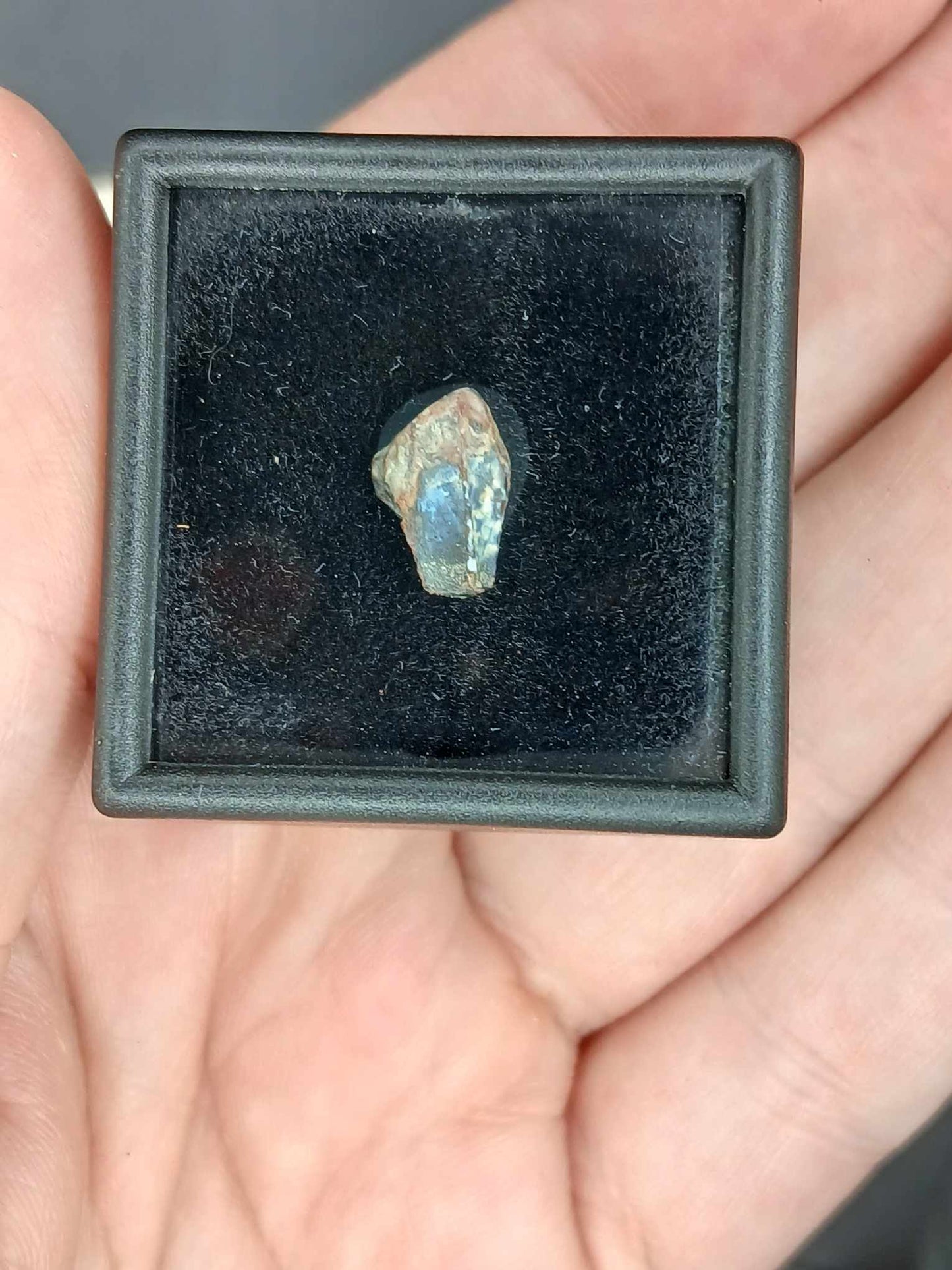 Agujaceratops Tooth-Texas 001